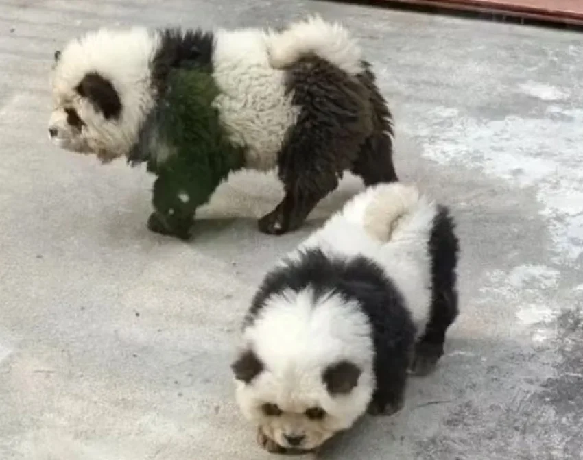 A China já chamou atenção com ações fakes envolvendo animais. Para aumentar a visitação, o Zoológico de Taizhou tingiu filhotes de cachorro da raça chow chow para que eles ficassem parecidos com pandas. 
