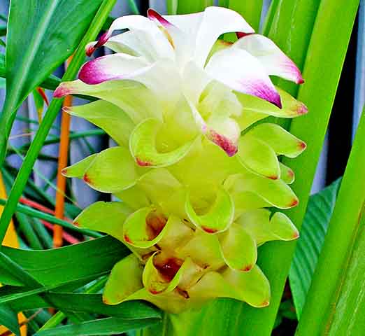 A cúrcuma é uma planta com raízes de coloração laranja que tem forte ação antioxidante e anti-inflamatória, assim como ajudam a diminuir o colesterol, prevenir a diabetes e aliviar as dores. 
