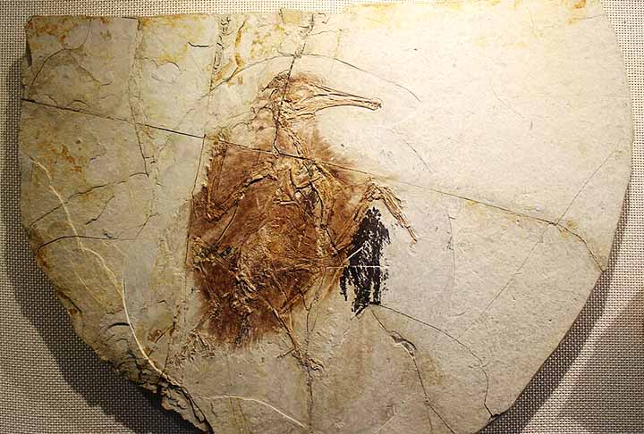 Ao analisar o conteúdo do pássaro extinto, foram vistas sementes cobertas de polpa. No entanto, na época, ainda não existiam frutas nas plantas com flores, que ainda estavam evoluindo. 