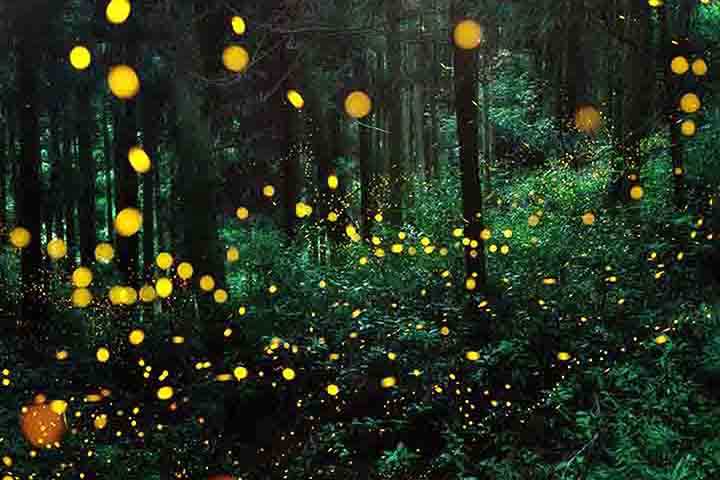 A diferença é que nenhuma das espécies vivas possui antenas serradas, ao contrário da extinta. Acredita-se que a característica variava de acordo com o sexo do inseto, sendo que o exemplo encontrado era de uma fêmea.