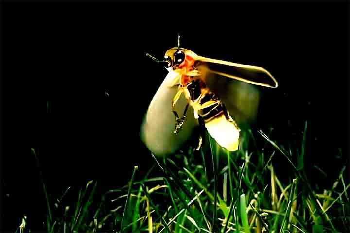 Desse modo, os machos apresentam asas, enquanto as fêmeas possuem asas pequenas ou não possuem. Eles também contam com três pares de pernas.
