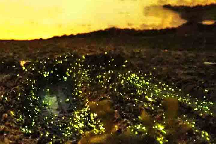 Os vaga-lumes habitam tanto regiões tropicais quanto temperadas. De maneira geral, eles preferem áreas quentes e úmidas, sendo apenas algumas espécies encontradas em regiões secas.