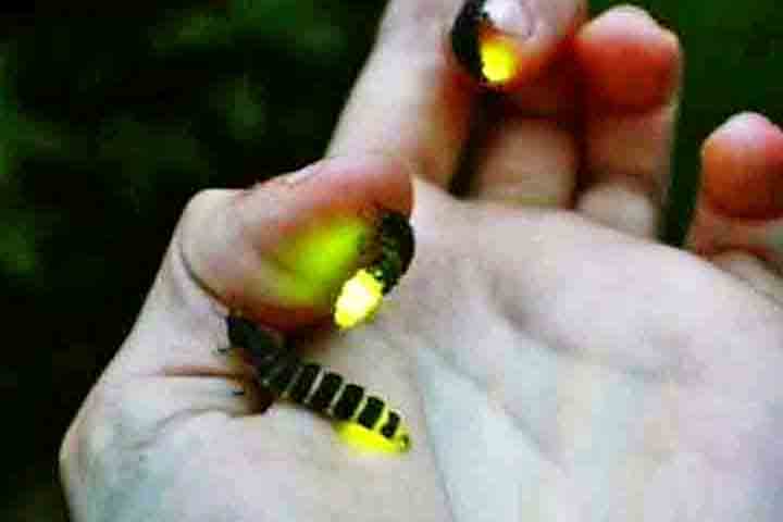 Esses insetos se reproduzem por meio da deposição dos ovos, feita pelas fêmeas. Quando eles eclodem, pequenas larvas achatadas surgem e também produzem bioluminescência.