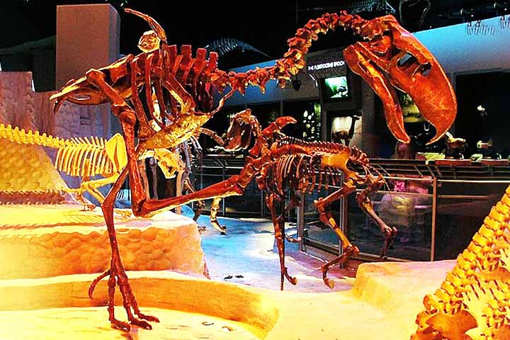 Titanis é um gênero de forusracídeos, uma família extinta de grandes aves predadoras, da ordem Cariamiformes. Eles habitaram os Estados Unidos durante o Plioceno e o início do Pleistoceno.