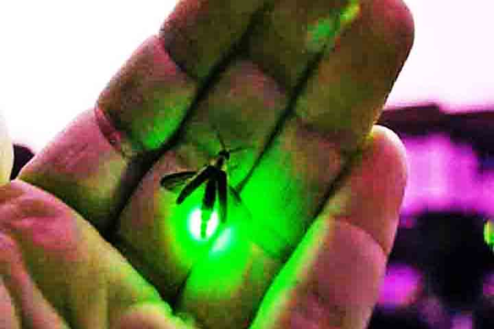 Em solo brasileiro, há o projeto “Vaga-lumes da Mata Atlântica – Biodiversidade e uso como bioindicadores”. Um ecossistema que visa catalogar a biodiversidade desses insetos na Mata Atlântica de São Paulo e avaliar o uso deles como indicadores da qualidade ambiental de áreas palustres e ribeirinhas.