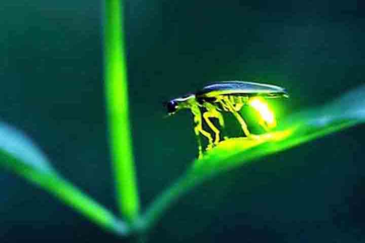 Sobre as famílias deste inseto, existem os elaterídeos (Elateridae), também chamados salta-martins ou besouros tec-tec. Eles apresentam cor variante, do castanho escuro ao marrom avermelhado. Na parte anterior do tórax, duas manchas que, quando apagadas, têm coloração alaranjada. 