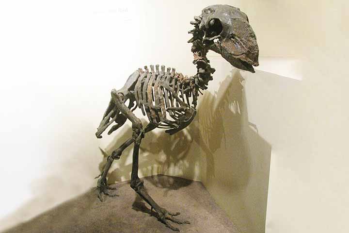 O Gastornis gigante ou Diatryma reinava soberano nas planícies da América do Norte. Com mais de 2 metros de altura e o crânio quase equivalente ao de um cavalo atual, essas aves rapineiras gigantes não voavam, mas corriam muito velozmente.