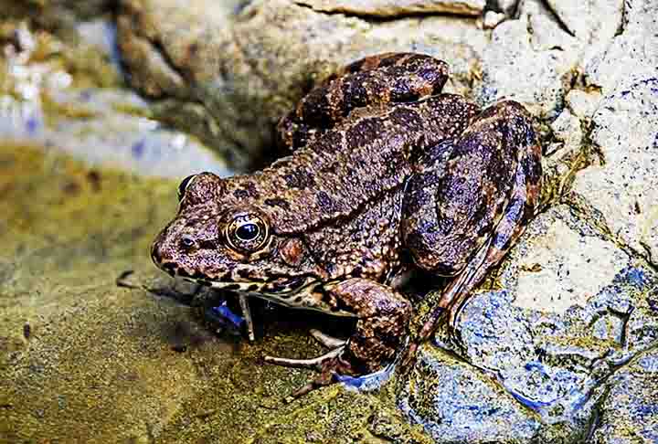 As rãs, por sua vez, passam mais tempo na água do que os sapos, sendo considerados animais semiaquáticos. Por lá, fogem de possíveis ameaças, sendo exímias saltadoras, com patas longas e fortes, elas são exímias saltadoras. 