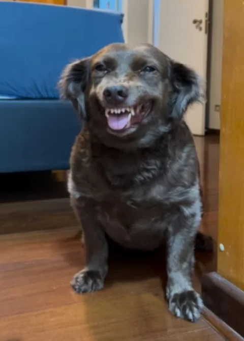 Jessica contou na rede social que Antonella é bagunceira e aprontou no banheiro. Quando a tutora chegou e viu a baderna, ia ralhar com a cachorra, mas não conseguiu. 