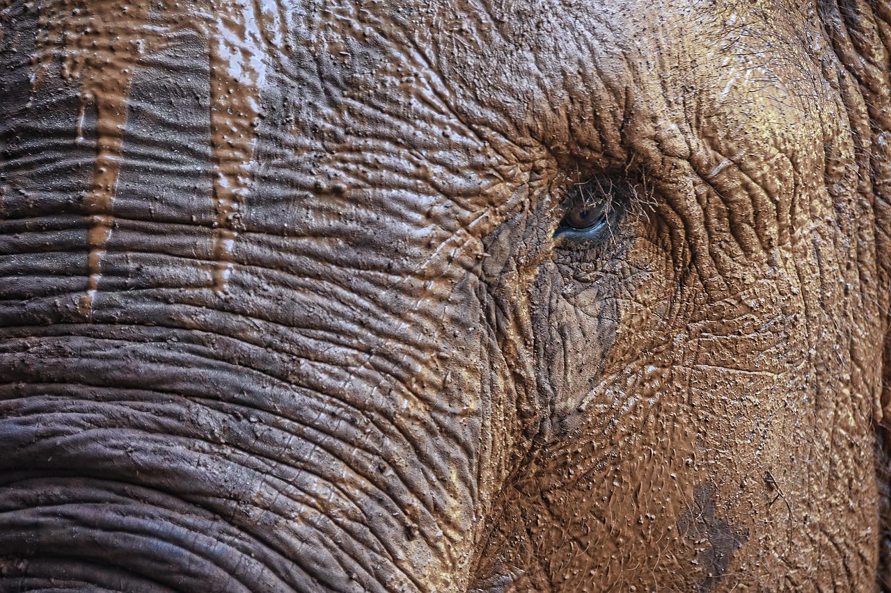 A pele dos elefantes, ao contrário do que aparenta, é sensível e ele logo percebe se um inseto pousar no seu corpo. Para protegê-la do sol, eles se revestem de areia e lama. 