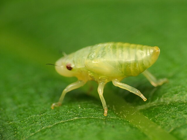 As ninfas se assemelham aos adultos, mas são menores e não têm asas. À medida que crescem, passam por várias mudas até atingirem a fase adulta.