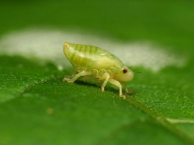 As cigarrinhas passam por uma metamorfose cujos estágios são: ovo, ninfa (foto) e adulto. Os ovos são colocados no solo ou em plantas hospedeiras, e as ninfas emergem deles.