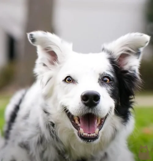 A raça Border Collie, que tem origem britânica, é reconhecidamente uma das mais dóceis do mundo. Muito inteligentes, os Collies são fáceis de treinar e gostam de correr e interagir com os tutores em atividades esportivas. 