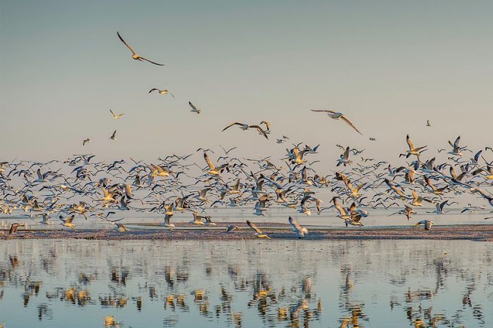 O Lago Salton também é um importante habitat para aves migratórias, sendo parte da Rota Migratória do Pacífico.