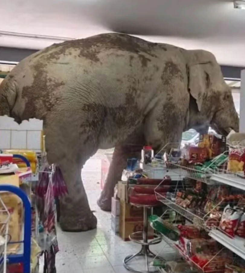 Um elefante escapou do Parque Nacional Khao Yai, na Tailândia, e invadiu um mercado em Moo Si, nas proximidades da reserva, no dia 1/6. 