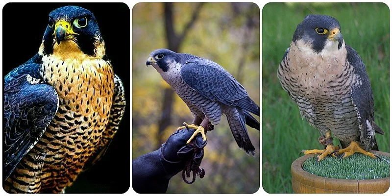 Mais rápido: Falcão-peregrino - É capaz de voar a impressionantes 320 km/h. Um jatinho natural.