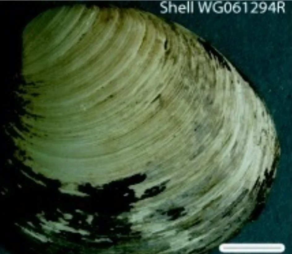  Em 2006, cientistas apelidaram de Hafrún um molusco encontrado na costa da Islândia que tinha 507 anos (foto). Ele havia nascido em 1499 (antes da descoberta do Brasil!).  