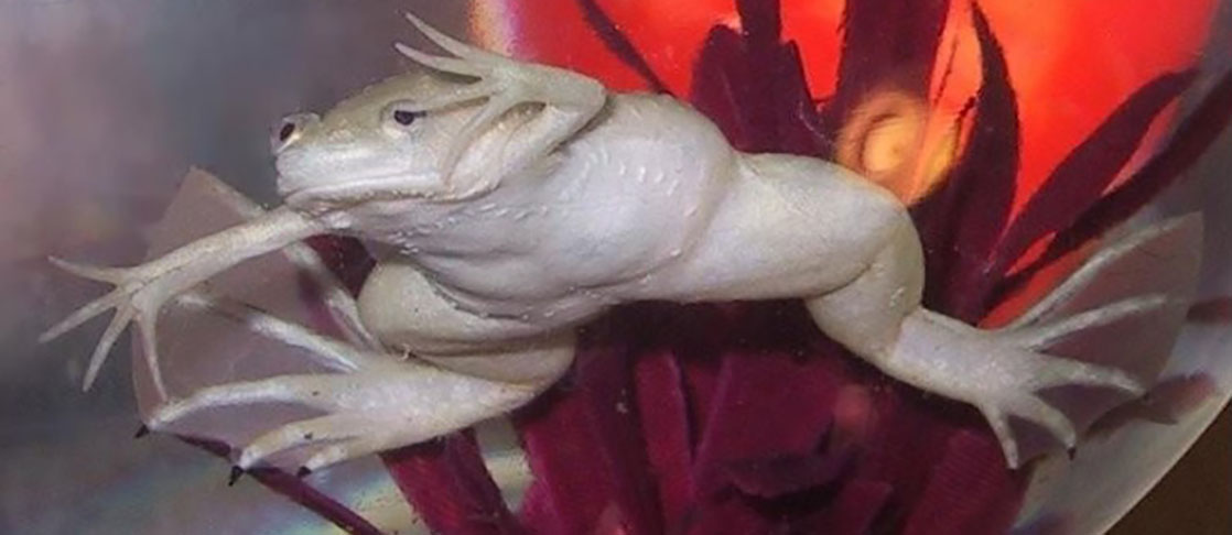 O nome xenobot é justamente por causa da espécie de rã escolhida para a experiência: a Xenopus laevis. 