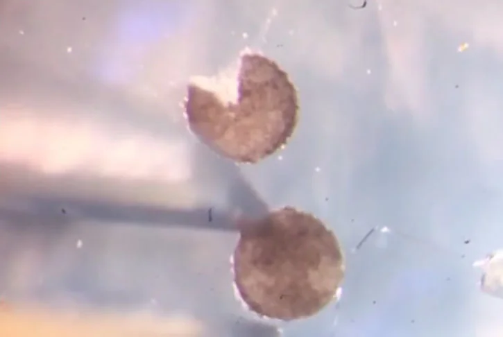 Os robôs chamados de xenobots foram programados com o uso de células-tronco de rãs e são os primeiros na história com esse tipo de  tecnologia para se autorreplicarem.