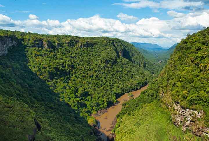 A Ilha das Guianas é uma das regiões de maior biodiversidade do planeta e abriga uma parte expressiva da floresta amazônica, com inúmeras espécies de plantas e animais, muitas ainda não catalogadas. 