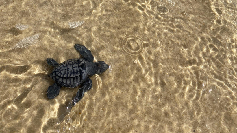 No total 101 tartarugas naceram, outras nove naceram mortas e outras nove ainda não eclodiram