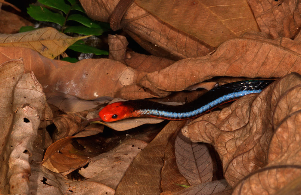 Cobra-coral azul (Calliophis bivirgatus)
Encontrada no Sudeste Asiático, tem um corpo azul escuro e uma cabeça laranja. É altamente venenosa.