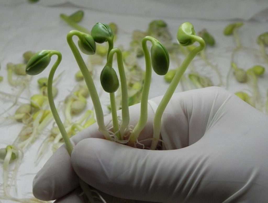 Da mesma forma, espécies de sementes que fazem parte de pesquisas também podem ser recuperadas se houver a destruição de laboratórios. 