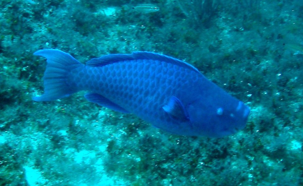 O peixe-papagaio-azul (Scarus coeruleus), nativo do Oceano Atlântico ocidental, é encontrado principalmente nos recifes de coral do Caribe. Conhecido por sua intensa coloração azul e por sua habilidade de triturar corais com dentes fundidos em forma de bico, o peixe desempenha um papel importante na manutenção dos recifes, transformando corais mortos em areia