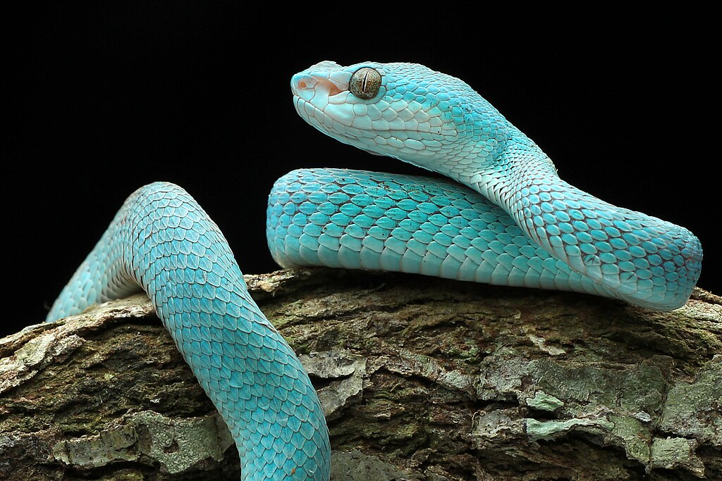 cobra serpente azul Ular_viper_Blue_Insularis  (Trimeresurus insularis)
Encontrada em ilhas da Indonésia, como Komodo e Flores. Possui um tom azul vibrante e é venenosa.