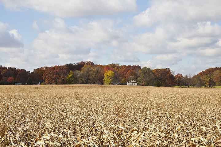 O milho é absolutamente necessário na vida da sociedade moderna, notadamente concentrada no ambiente urbano (no mundo, cerca de 60%, e no Brasil, cerca de 85% da população vive nas cidades).