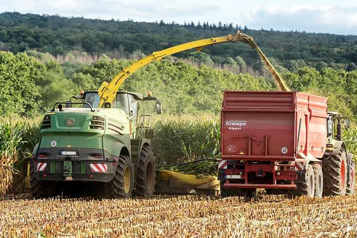 Devido à importância que este alimento tem para o país, foi instituído o 24 de maio, um mês antes do São João, como o Dia Nacional do Milho, através da lei nº 13.101, de 27 de janeiro de 2015.