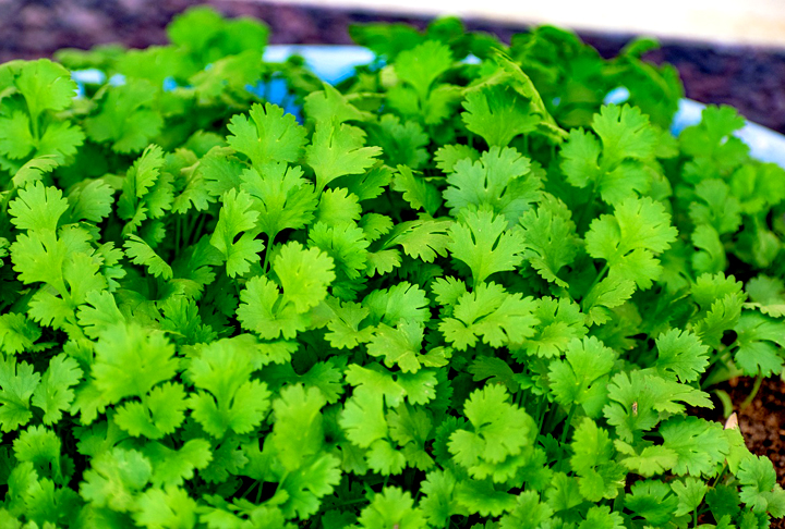 A culinária piauiense é conhecida pelos temperos com base em pimenta de cheiro, coentro (foto) e cheiro verde. As especiarias são usadas para pratos típicos da região. 