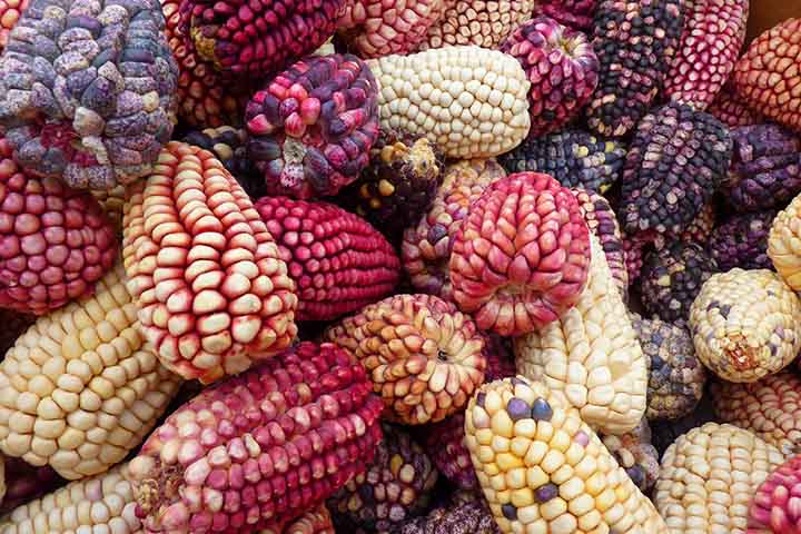 As fibras resultantes do processamento do milho por meio da moagem também possuem efeitos benéficos à saúde humana. Eles influenciam no perfil das lipoproteínas – conjunto de proteínas e lipídeos que ajudam o transporte da gordura pelo plasma – e nos níveis de colesterol sanguíneo