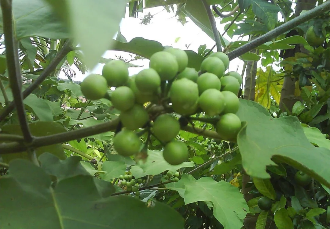 Uma planta que é pouco comentada é muito útil para a saúde. Trata-se da jurubeba (Solanum paniculatum). Mas ela é uma planta medicinal nativa do Brasil, encontrada em regiões de clima tropical, que pode ter grande utilidade na culinária e na prevenção de doenças. 