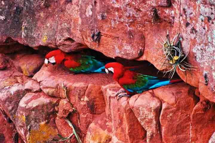 As paredes da dolina são essenciais para a reprodução das aves, que usam as cavidades para fazer ninhos, além de ajudar no desgaste natural dos bicos.