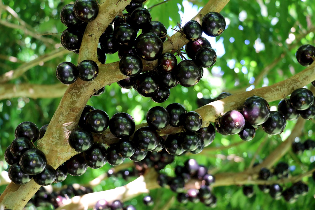 10º) Jabuticaba (Brasil) - Nativa dos estados de Minas Gerais, Goiás e São Paulo, as jabuticabas são ricas em antioxidantes, cálcio, potássio, ferro, fósforo e vitaminas C e E. As pessoas costumam consumi-las frescas, diretamente da árvore, mas também são usadas para fazer geleias, sucos e doces.