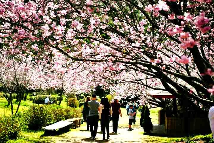 E para deixar tudo ainda mais especial, Campos se prepara para uma nova edição de um de seus eventos mais tradicionais: a Festa da Cerejeira em Flor, que em 2025 chega à sua 54ª edição.