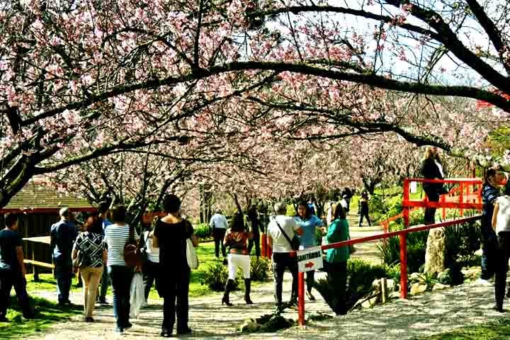 O cenário do jardim japonês, todo pintado em tons de rosa pelas sakuras, é um convite à contemplação, à fotografia e à conexão com a natureza.