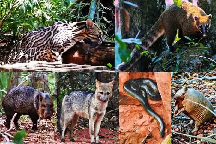 Além das araras, o Buraco das Araras abriga: Jacarés (incluindo um jacaré do papo amarelo); cobras (como uma sucuri de quase 7 metros); macacos; morcegos; roedores e diversos pássaros, como pica-paus, periquitos e andorinhas.