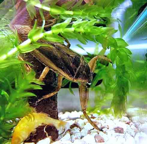 O macho carrega os ovos até que eles estejam prontos para eclodir, garantindo maior proteção contra predadores e evitando que os ovos se afoguem ou sequem.