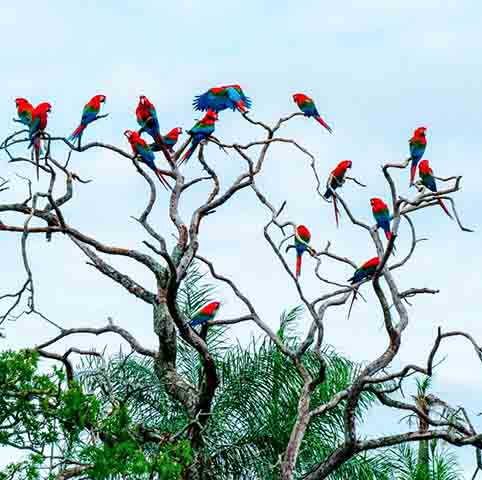 Desde então, Modesto e sua família reflorestaram a região com mais de 100 mil mudas de árvores e dividem com o governo a responsabilidade de proteger a fauna e a flora do local. 