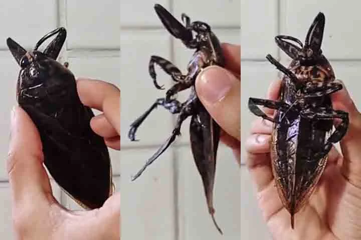 Apesar do tamanho e da aparência intimidadora, esses insetos não são considerados perigosos para humanos, embora possam dar uma mordida extremamente dolorosa se forem manuseados de forma imprudente.