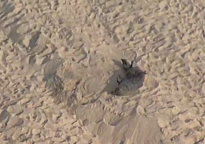 É um animal que não é tão comum nessa época do ano no Rio de Janeiro. Ele é mais comum no meio do ano, com as correntes marítimas da Antártida, explicou na ocasião o biólogo Izar Aximof, ao g1.