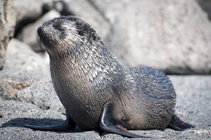 A alimentação dos lobos-marinhos é bastante variada e depende da região onde vivem. Em geral, comem peixes, crustáceos, moluscos e outros animais marinhos.