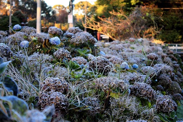 Campos do Jordão é uma cidade que une beleza natural, riqueza cultural, gastronomia refinada e tradição. E quando a delicadeza das cerejeiras em flor chega, tudo se transforma em poesia.