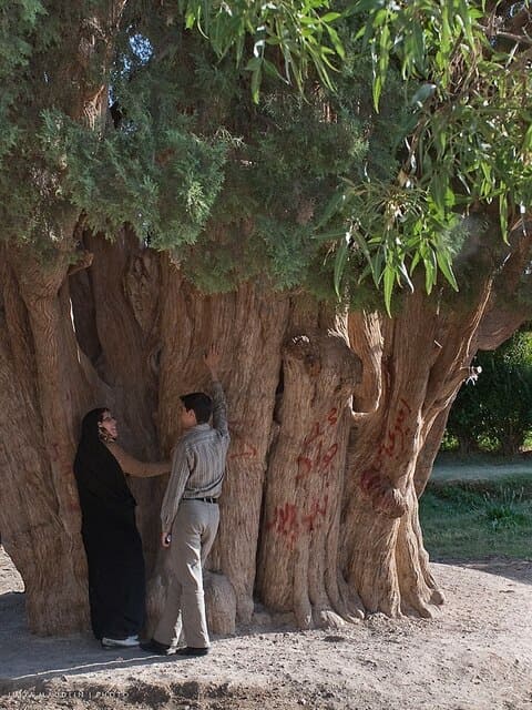 Fica em Abarkuh, na província de Yazd, no Irã. Tem 25m de altura. É protegido pela Organização do Patrimônio Cultural do Irã como monumento natural nacional e é uma grande atração turística.