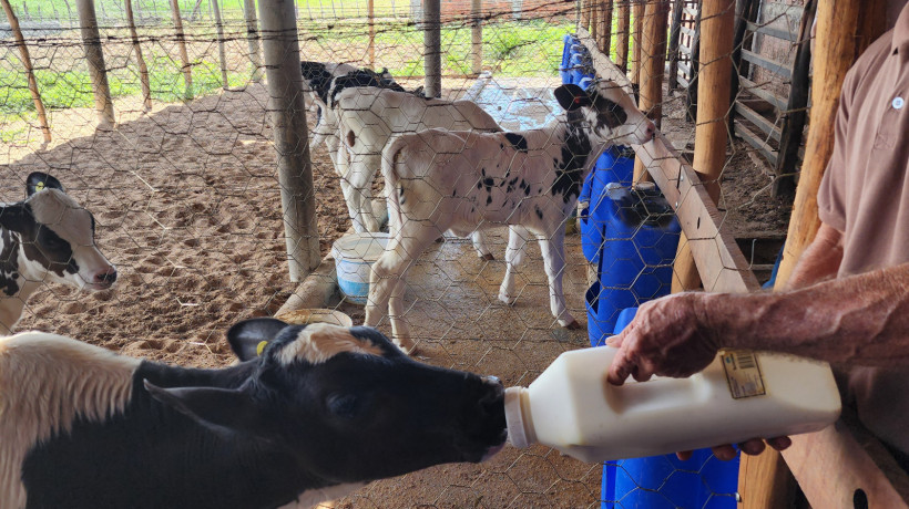 A aquisi&ccedil;&atilde;o de leite cru do Estado foi a terceira maior produ&ccedil;&atilde;o do Nordeste