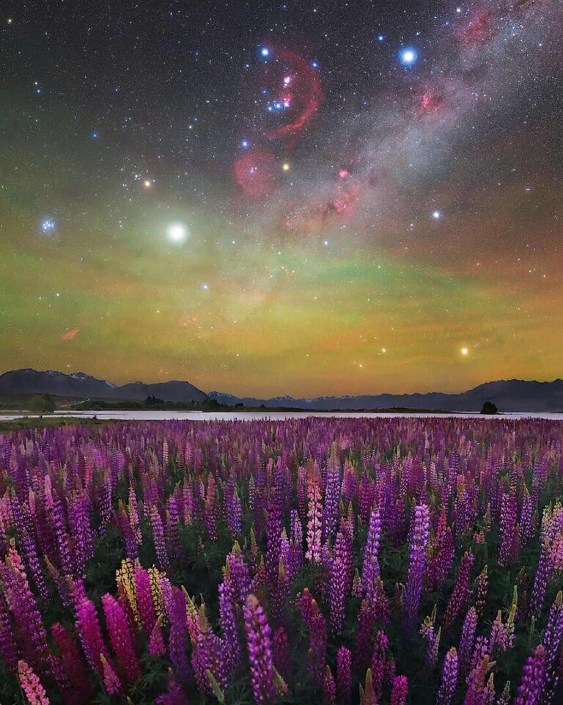 A fotografia da Via Láctea com o campo de lupinos foi tirada no Lago Tekapo, na Nova Zelândia