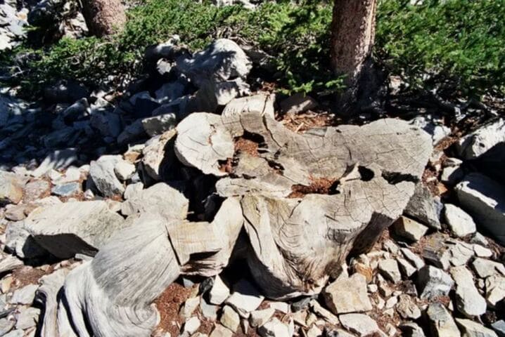 Trata-se da árvore hoje conhecida como Prometheus. Ela foi cortada em 1964 por um estudante de pós-graduação com ajuda do pessoal do Serviço Florestal dos EUA para fins de investigação. Eles não sabiam de sua idade, um recorde mundial, antes do corte. Na época, tinha 4.862 anos estimados.   