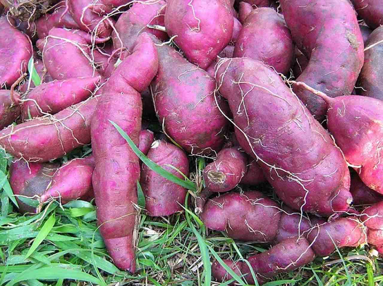 A batata-doce é um alimento muito benéfico para quem malha, pois é uma fonte de carboidratos complexos que fornece energia de forma gradual e ajuda no ganho de massa muscular